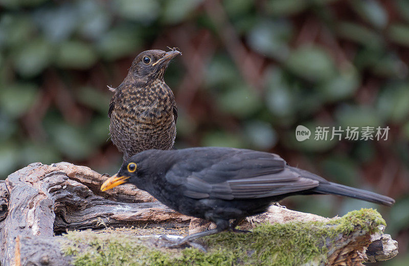 栖息在树枝上的黑鸟(Turdus merula)